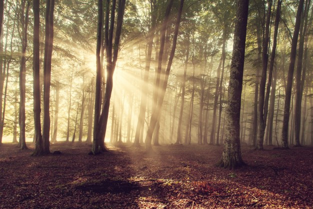 Día Internacional de los Bosques