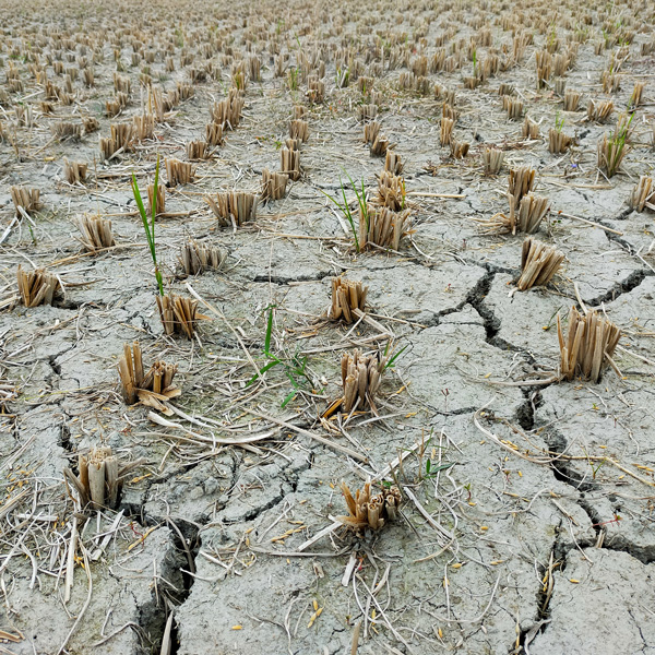 Causas y consecuencias de la sequía